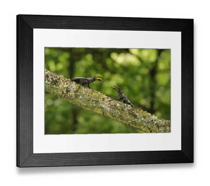 Framed Print : Stag beetle (Lucanus cervus) two males displaying aggressive behaviour on oak tree Framed Print : Stag beetle (Lucanus cervus) two males displaying aggressive behaviour on oak tree