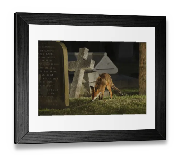 Framed Print : Male urban Red fox (Vulpes vulpes) sniffing ground near graves, West London cemetery Framed Print : Male urban Red fox (Vulpes vulpes) sniffing ground near graves, West London cemetery