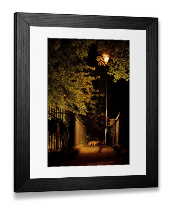 Framed Print : Urban Red fox (Vulpes vulpes) West London cemetery, UK, June Framed Print : Urban Red fox (Vulpes vulpes) West London cemetery, UK, June