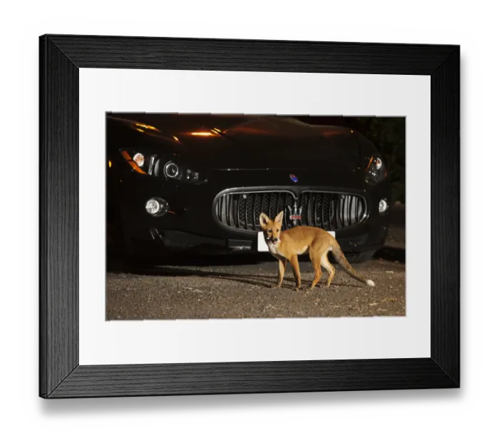 Framed Print : Urban Red fox (Vulpes vulpes) cub carrying scavenged food in mouth, West London, UK, June Framed Print : Urban Red fox (Vulpes vulpes) cub carrying scavenged food in mouth, West London, UK, June