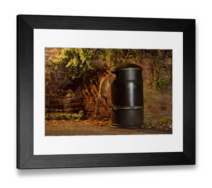 Framed Print : Urban Red fox (Vulpes vulpes) cub climbing into litter bin, West London, UK, June Framed Print : Urban Red fox (Vulpes vulpes) cub climbing into litter bin, West London, UK, June