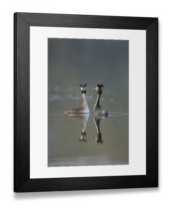 Framed Print : Great crested grebe (Podiceps cristatus) pair of adults during part of their elaborate Framed Print : Great crested grebe (Podiceps cristatus) pair of adults during part of their elaborate