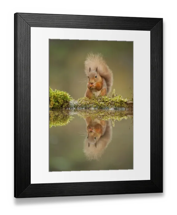 Framed Print : Red squirrel (Sciurus vulgaris) at woodland pool, feeding on nut, Scotland, UK, November Framed Print : Red squirrel (Sciurus vulgaris) at woodland pool, feeding on nut, Scotland, UK, November