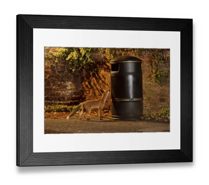 Framed Print : Urban Red fox (Vulpes vulpes) cub sniffing at litter bin, West London, UK, June Framed Print : Urban Red fox (Vulpes vulpes) cub sniffing at litter bin, West London, UK, June
