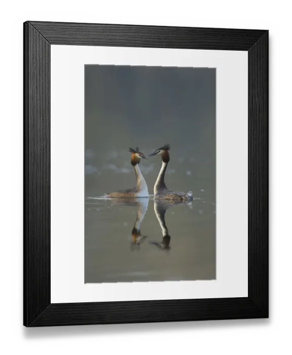 Framed Print : Great crested grebe (Podiceps cristatus) pair of adults during part of their elaborate Framed Print : Great crested grebe (Podiceps cristatus) pair of adults during part of their elaborate