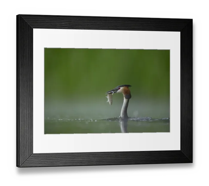 Framed Print : Great crested grebe (Podiceps cristatus) adult in profile with a fish that it has just caught Framed Print : Great crested grebe (Podiceps cristatus) adult in profile with a fish that it has just caught