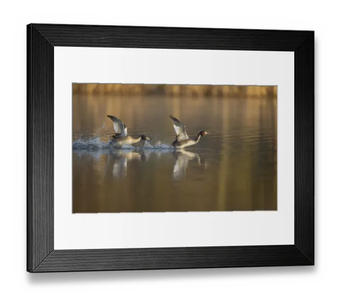 Framed Print : Great crested grebe (Podiceps cristatus) adult aggressively pursues another in a Framed Print : Great crested grebe (Podiceps cristatus) adult aggressively pursues another in a