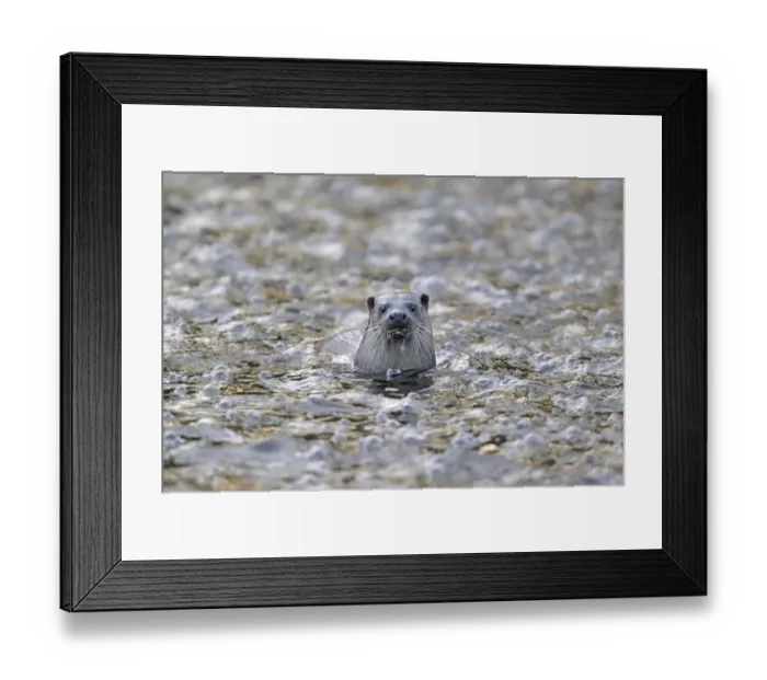 Framed Print : European river otter (Lutra lutra) in river, Dorset, UK, November. 2020VISION Exhibition Framed Print : European river otter (Lutra lutra) in river, Dorset, UK, November. 2020VISION Exhibition