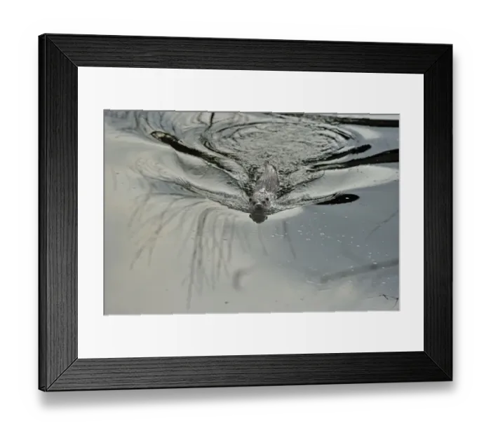 Framed Print : European river otter (Lutra lutra) swimming, Dorset, UK, May Framed Print : European river otter (Lutra lutra) swimming, Dorset, UK, May