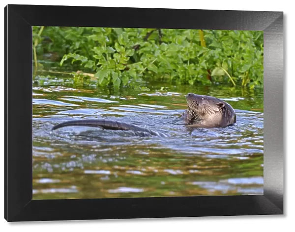 European river otter (Lutra lutra) eating small fish, Dorset, UK, November