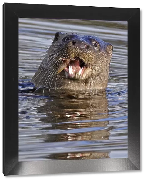 European river otter (Lutra lutra) eating fish, in river, Dorset, UK, November