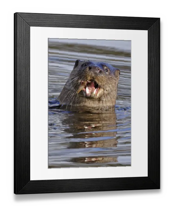 Framed Print : European river otter (Lutra lutra) eating fish, in river, Dorset, UK, November Framed Print : European river otter (Lutra lutra) eating fish, in river, Dorset, UK, November