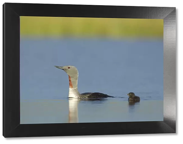Red-throated diver (Gavia stellata) adult and young chick on breeding loch, Flow Country