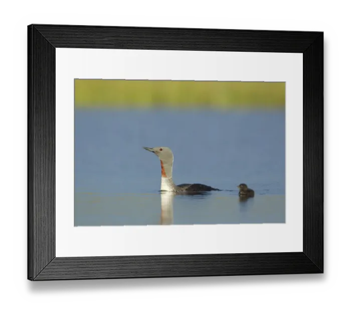 Framed Print : Red-throated diver (Gavia stellata) adult and young chick on breeding loch, Flow Country Framed Print : Red-throated diver (Gavia stellata) adult and young chick on breeding loch, Flow Country