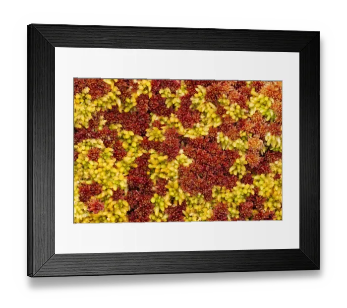 Framed Print : Close-up of Sphagnum moss (Sphagnum sp) Flow Country, Sutherland, Highlands, Scotland Framed Print : Close-up of Sphagnum moss (Sphagnum sp) Flow Country, Sutherland, Highlands, Scotland
