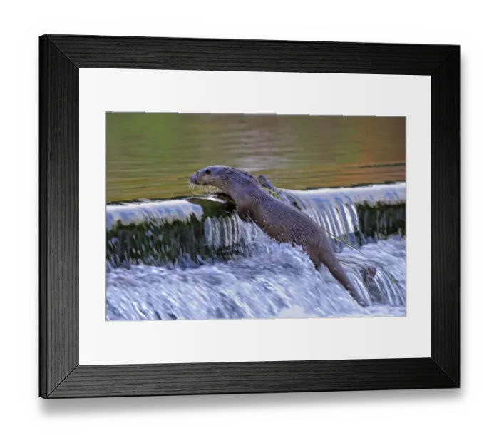 Framed Print : European river otter (Lutra lutra) climbing to the top of a weir, river, Dorset, UK