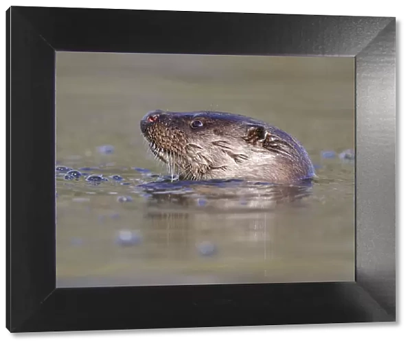 European river otter (Lutra lutra) head sticking out of water, river, Dorset, UK