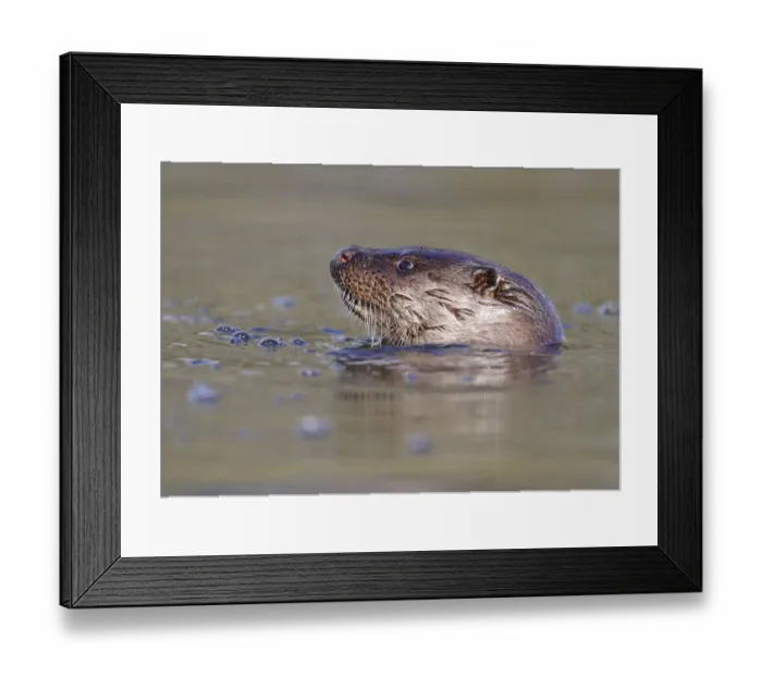 Framed Print : European river otter (Lutra lutra) head sticking out of water, river, Dorset, UK Framed Print : European river otter (Lutra lutra) head sticking out of water, river, Dorset, UK