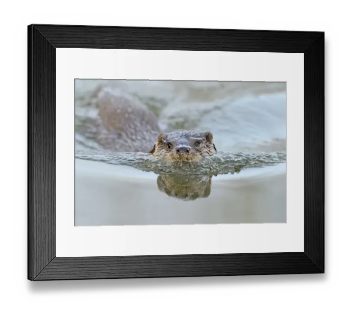 Framed Print : European river otter (Lutra lutra) in habitat, Dorset, UK, controlled conditions Framed Print : European river otter (Lutra lutra) in habitat, Dorset, UK, controlled conditions