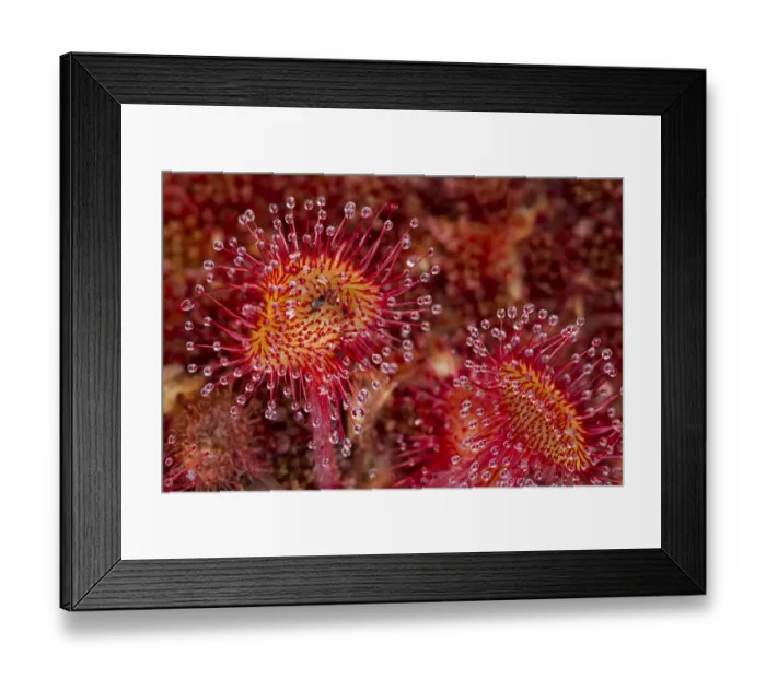 Framed Print : Round-leaved sundew (Drosera rotundifolia) with insect caught in leaves, growing in sphagnum moss Framed Print : Round-leaved sundew (Drosera rotundifolia) with insect caught in leaves, growing in sphagnum moss