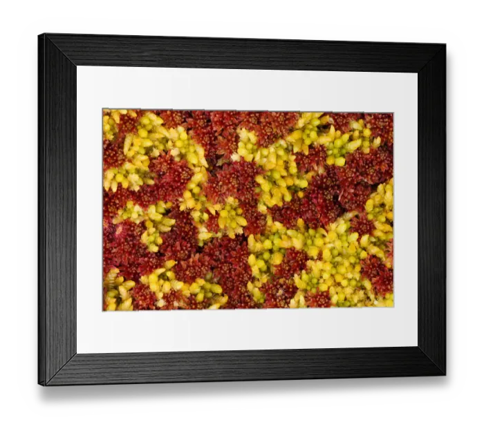 Framed Print : Close-up of Sphagnum moss (Sphagnum sp) Flow Country, Sutherland, Highlands, Scotland Framed Print : Close-up of Sphagnum moss (Sphagnum sp) Flow Country, Sutherland, Highlands, Scotland