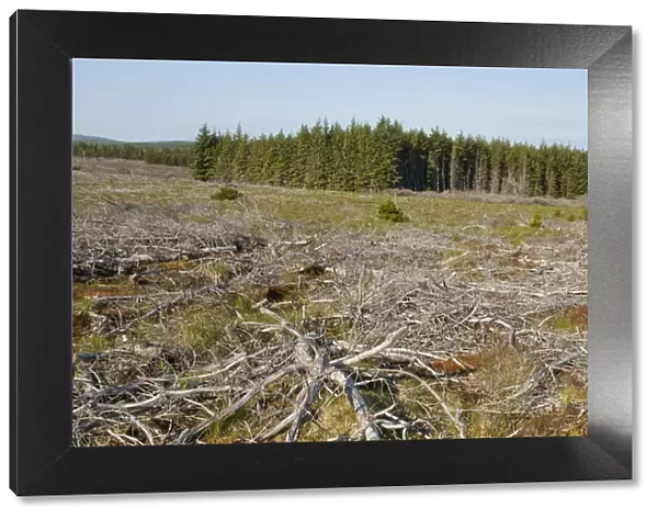 Area of felled non-native plantation as part of habitat management to restore bog peatland