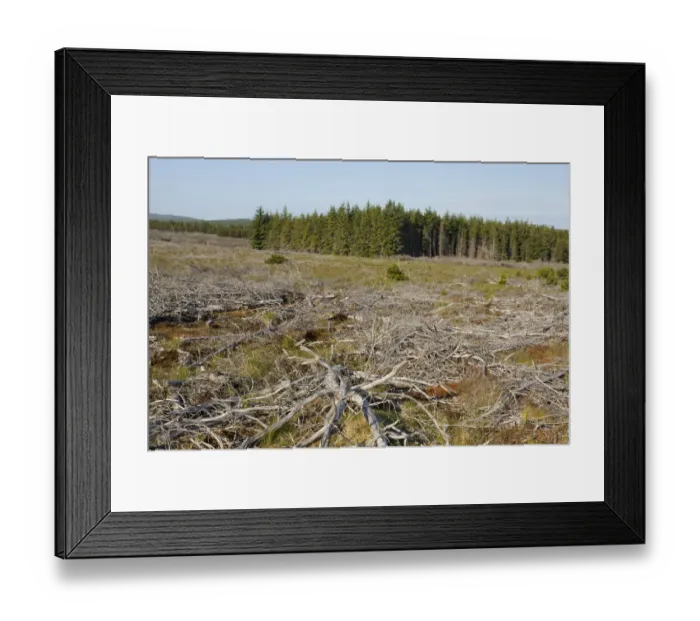 Framed Print : Area of felled non-native plantation as part of habitat management to restore bog peatland Framed Print : Area of felled non-native plantation as part of habitat management to restore bog peatland