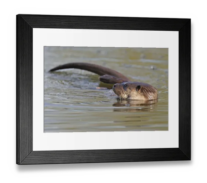 Framed Print : European river otter (Lutra lutra) in river, Dorset, UK, November