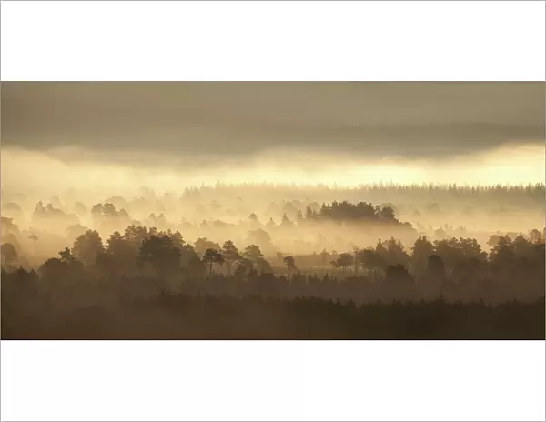Caledonian pine forest in mist at sunrise, Rothiemurchus Forest, Cairngorms NP, Highland