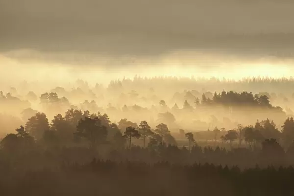 Caledonian pine forest in mist at sunrise, Rothiemurchus Forest, Cairngorms NP, Highland