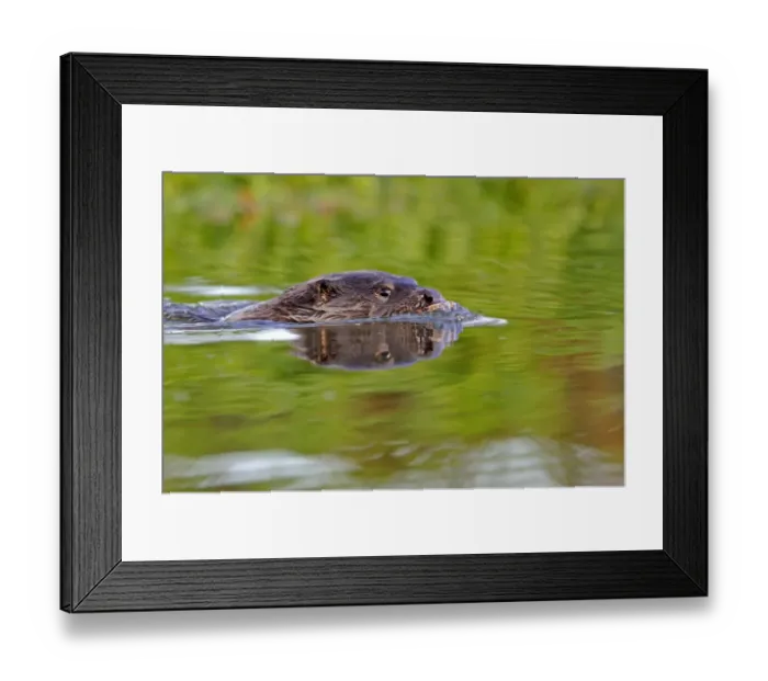 Framed Print : European river otter (Lutra lutra) swimming, river, Dorset, UK, November Framed Print : European river otter (Lutra lutra) swimming, river, Dorset, UK, November