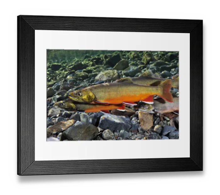 Framed Print : Arctic charr (Salvelinus alpinus) female with males showing breeding colours, in spawning river Framed Print : Arctic charr (Salvelinus alpinus) female with males showing breeding colours, in spawning river