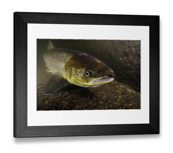 Framed Print : Female Atlantic salmon (Salmo salar) migrating up river to spawn, River Caldew, Cumbria Framed Print : Female Atlantic salmon (Salmo salar) migrating up river to spawn, River Caldew, Cumbria