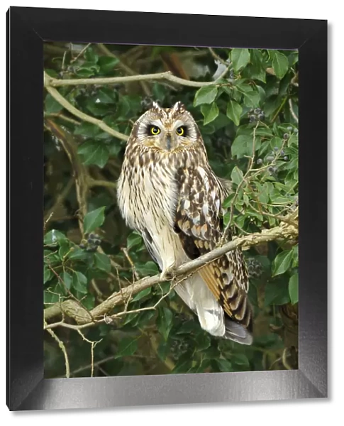 Short eared owl (Asio flammeus) perched in ivy, hunting, Essex, UK, January