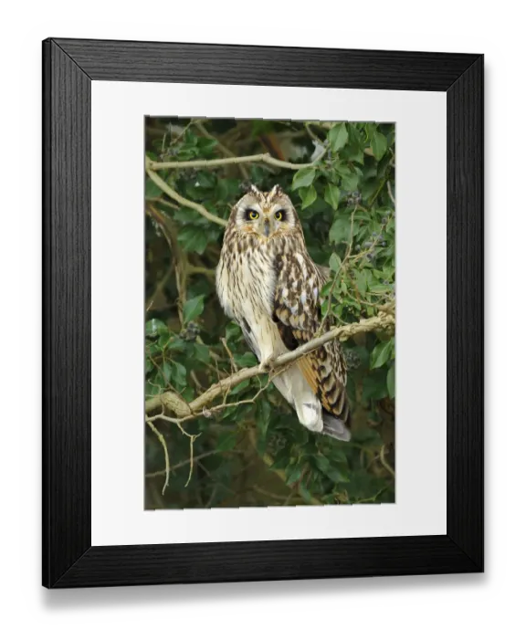 Framed Print : Short eared owl (Asio flammeus) perched in ivy, hunting, Essex, UK, January Framed Print : Short eared owl (Asio flammeus) perched in ivy, hunting, Essex, UK, January