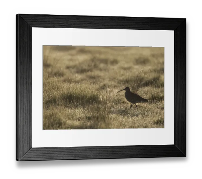 Framed Print : Curlew (Numenius arquata) adult in breeding habitat in early morning light, Cairngorms NP Framed Print : Curlew (Numenius arquata) adult in breeding habitat in early morning light, Cairngorms NP