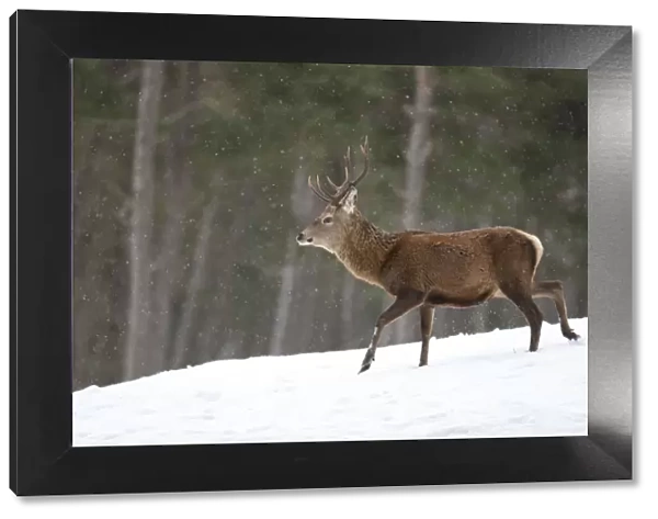 Red deer (Cervus elaphus) stag in pine woodland in winter, Cairngorms National Park