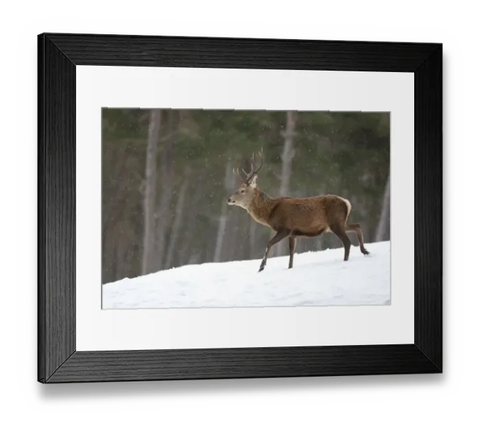 Framed Print : Red deer (Cervus elaphus) stag in pine woodland in winter, Cairngorms National Park Framed Print : Red deer (Cervus elaphus) stag in pine woodland in winter, Cairngorms National Park