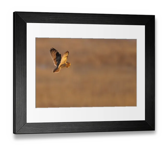Framed Print : Short eared owl (Asio flammeus) in flight, hunting, Essex, UK, January Framed Print : Short eared owl (Asio flammeus) in flight, hunting, Essex, UK, January