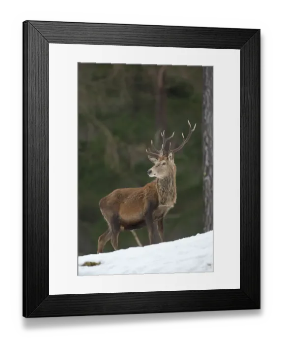 Framed Print : Red deer (Cervus elaphus) stag in pine woodland in winter, Cairngorms National Park Framed Print : Red deer (Cervus elaphus) stag in pine woodland in winter, Cairngorms National Park