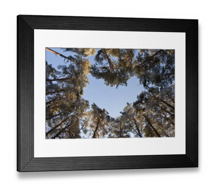 Framed Print : Looking up through the canopy of Scots pine trees (Pinus sylvestris) woodland showing Framed Print : Looking up through the canopy of Scots pine trees (Pinus sylvestris) woodland showing