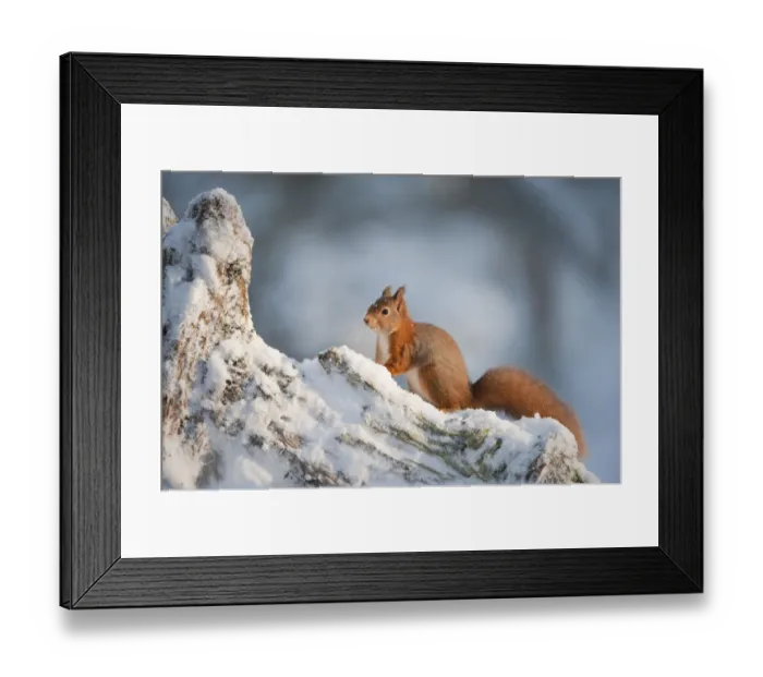 Framed Print : Red squirrel (Sciurus vulgaris) on pine stump in snow, Scotland, UK, December Framed Print : Red squirrel (Sciurus vulgaris) on pine stump in snow, Scotland, UK, December