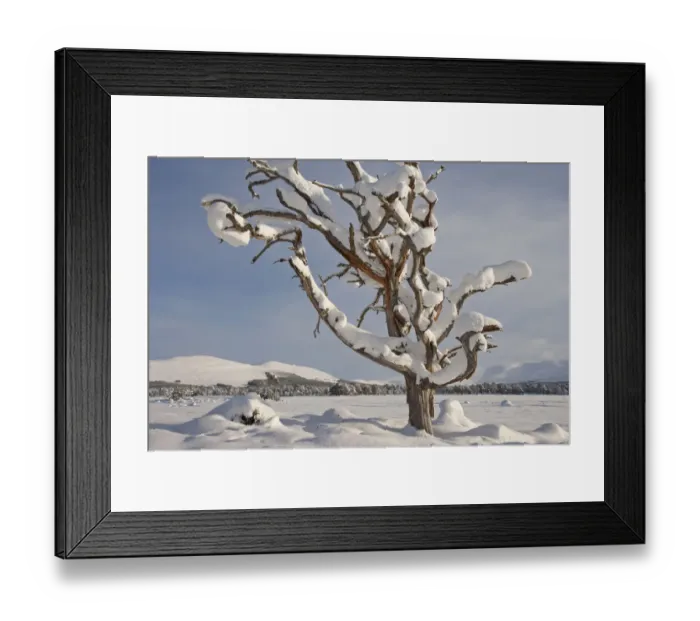 Framed Print : Dead Scots pine tree (Pinus sylvestris) laden with snow in winter, Rothiemurchus Forest Framed Print : Dead Scots pine tree (Pinus sylvestris) laden with snow in winter, Rothiemurchus Forest