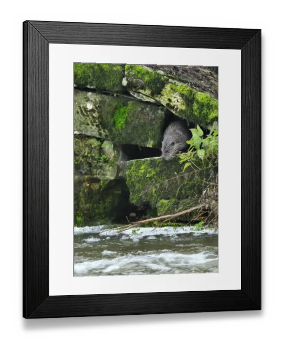 Framed Print : European river otter (Lutra lutra) in possible holt entrance, Dorset, UK, December Framed Print : European river otter (Lutra lutra) in possible holt entrance, Dorset, UK, December