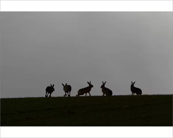 Five Brown hares (Lepus europaeus) silhouetted against the skyline, Hertfordshire