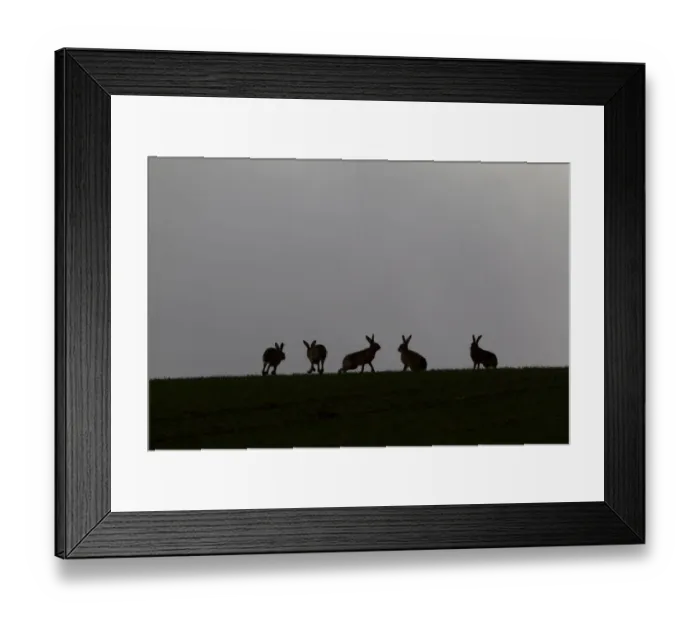 Framed Print : Five Brown hares (Lepus europaeus) silhouetted against the skyline, Hertfordshire Framed Print : Five Brown hares (Lepus europaeus) silhouetted against the skyline, Hertfordshire