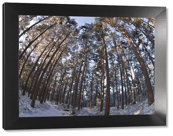 Fish-eye image of Scots pine trees (Pinus sylvestris) in pine forest, Abernethy forest