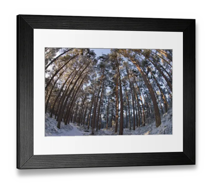 Framed Print : Fish-eye image of Scots pine trees (Pinus sylvestris) in pine forest, Abernethy forest Framed Print : Fish-eye image of Scots pine trees (Pinus sylvestris) in pine forest, Abernethy forest