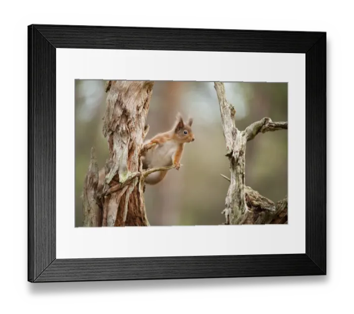 Framed Print : Red squirrel (Sciurus vulgaris) on old pine stump in woodland, Scotland, UK, November Framed Print : Red squirrel (Sciurus vulgaris) on old pine stump in woodland, Scotland, UK, November