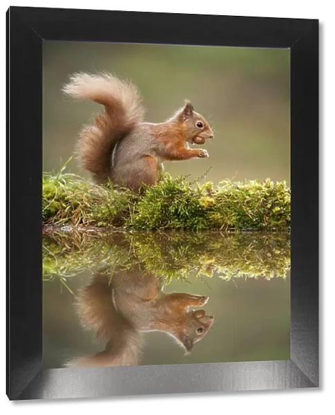 Red squirrel (Sciurus vulgaris) at woodland pool, feeding on nut, Scotland, UK, November